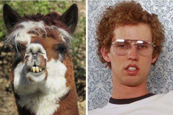 Alpaca